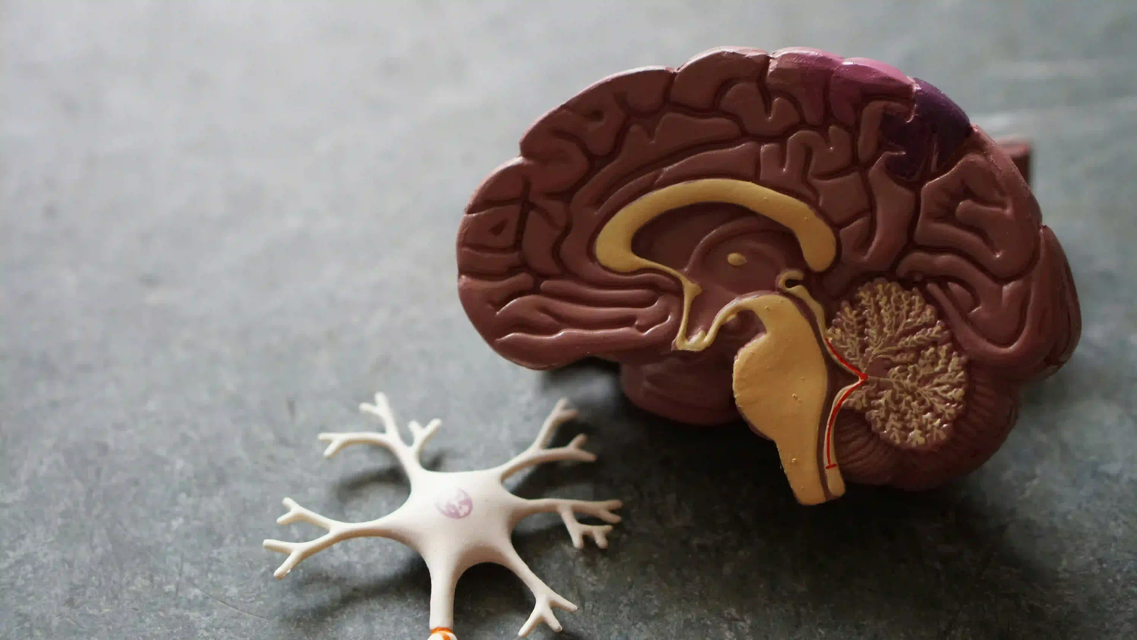 How Exercise Transforms Your Brain (And Why You Should Start Today)