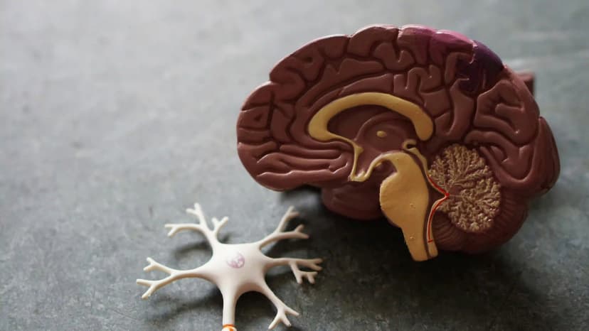 How Exercise Transforms Your Brain (And Why You Should Start Today)